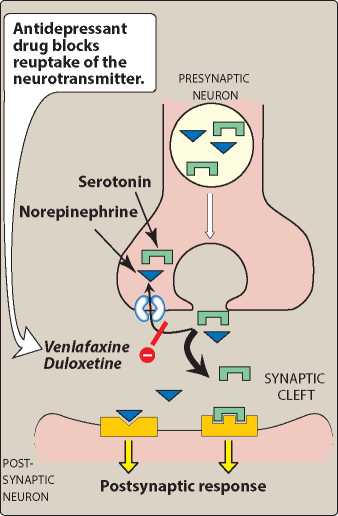 Serotonin and Norepinephrine Reuptake Inhibitor
