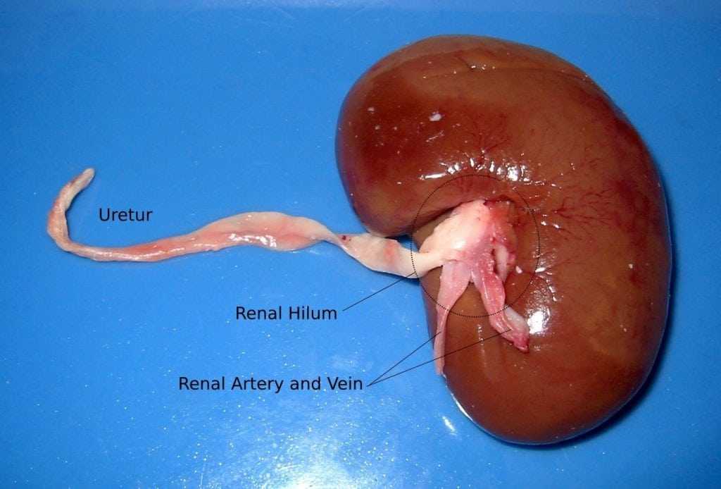 the kidney