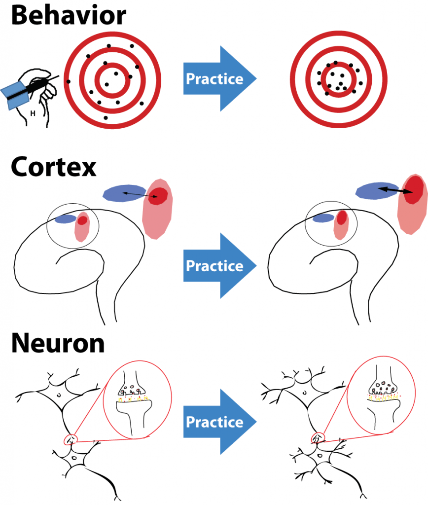 Brain neuroplasticity after practice