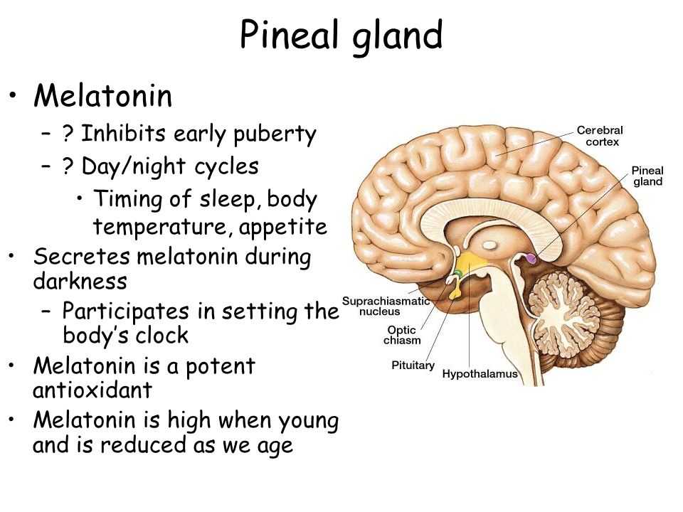 sleep disorder Pineal Gland Melatonin