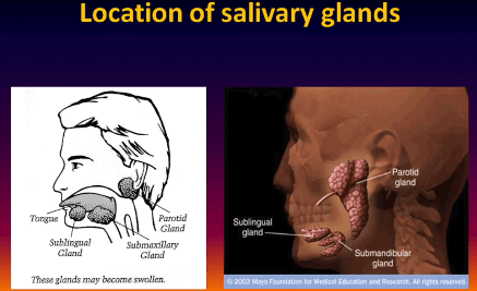 Sjogrens salivary gland