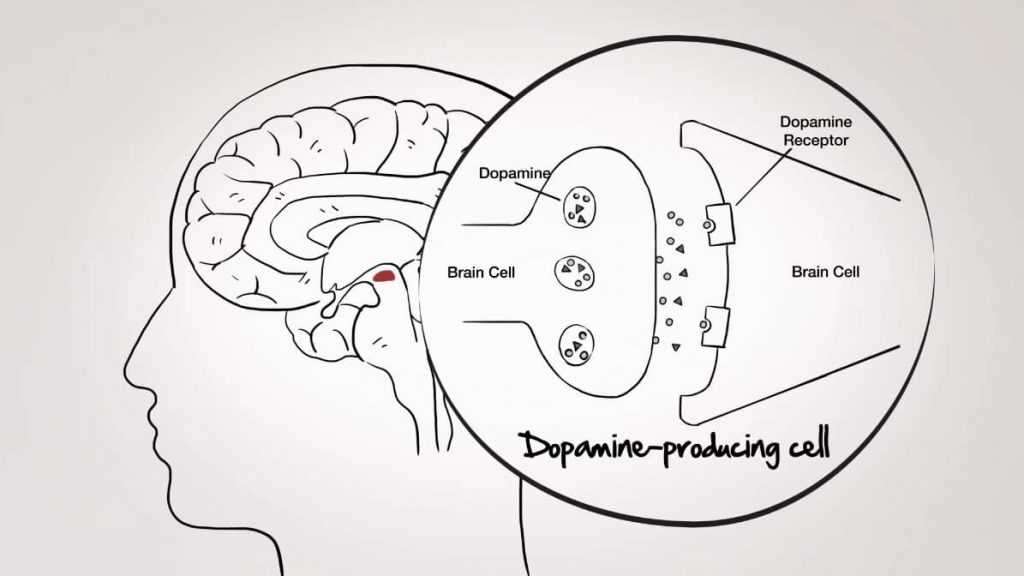 dopamine receptor