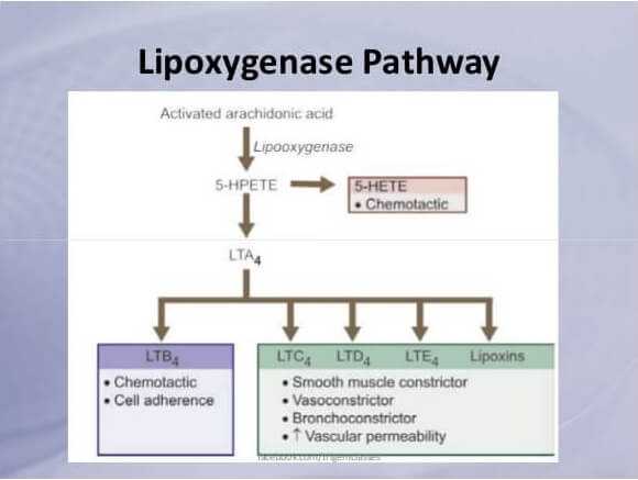 lipoxygenase pathway