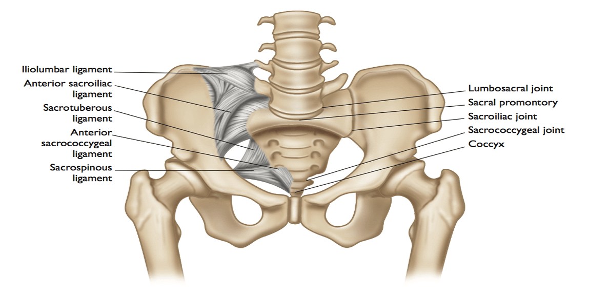 Si joint anatomy