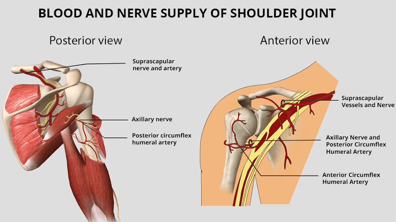 blood and nerve supply of shoulder joint