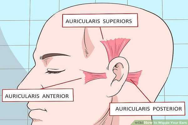 muscles in your ears