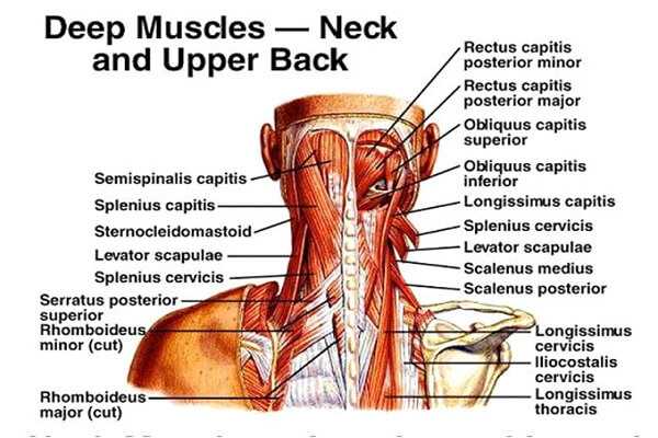 upper back neck pain anatomy