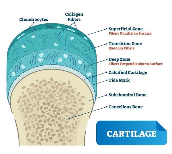 Cartilage anatomy