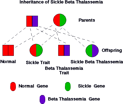 sickle beta thalassemia