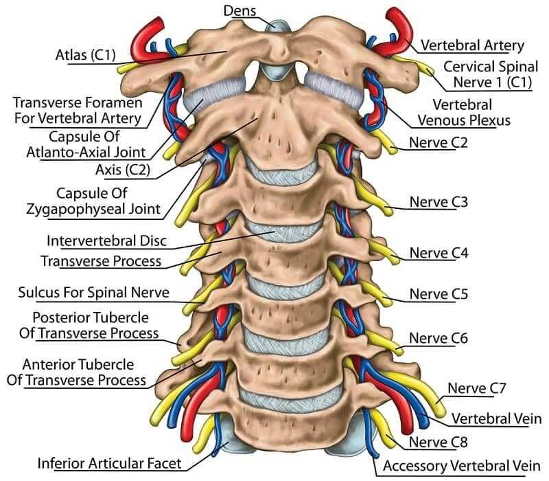Cervical spine with both vertebral arteries in transverse foramen and the emerging spinal nerves