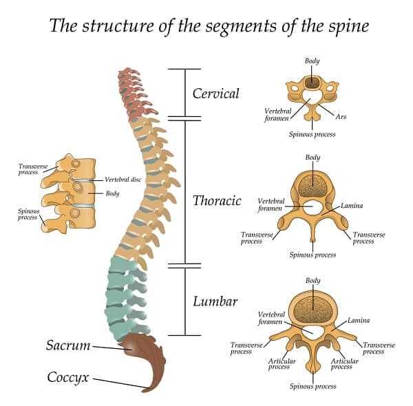 Diagram of a human spine