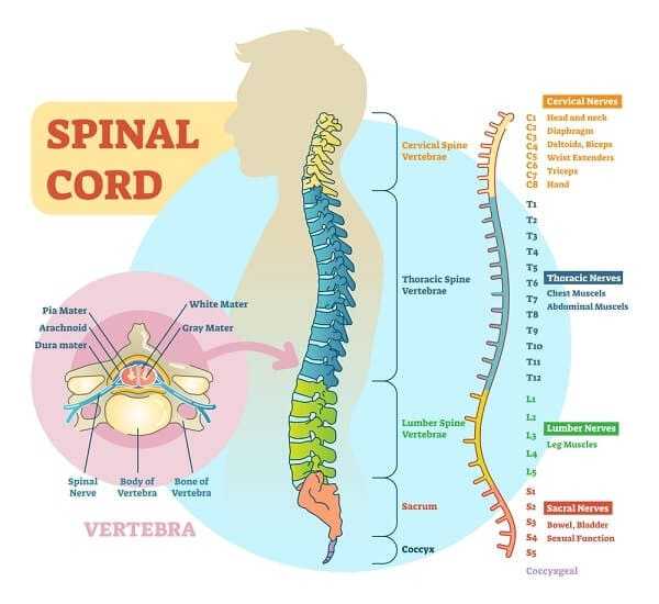Spinal cord schematic diagram