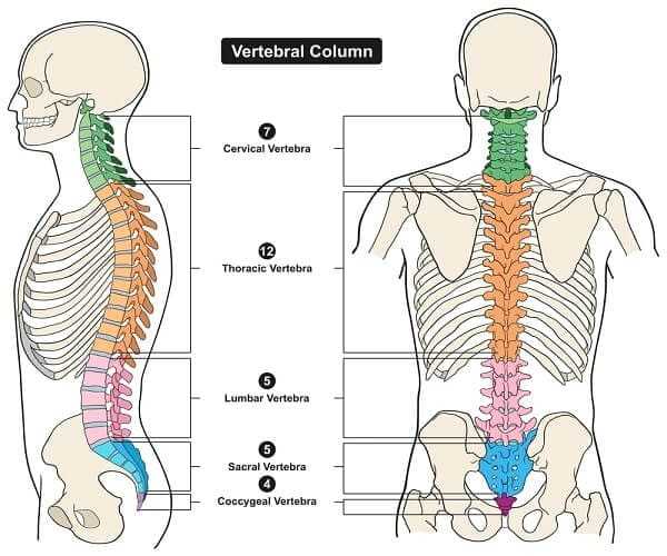 all vertebra cervical thoracic lumbar sacral and coccygeal for medical science education