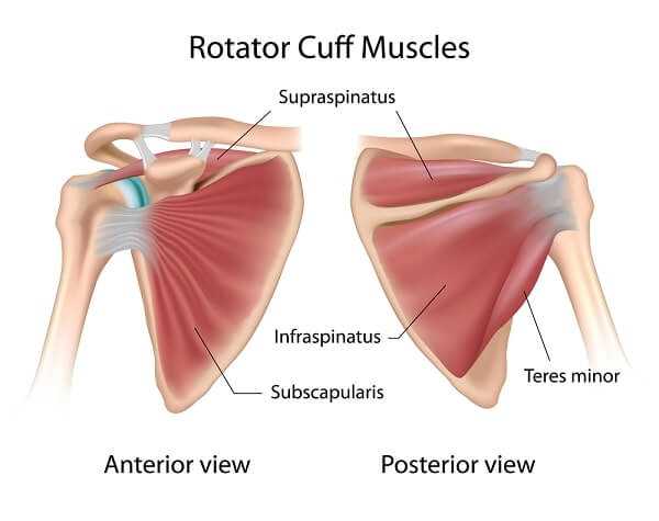 Rotator Cuff anatomy