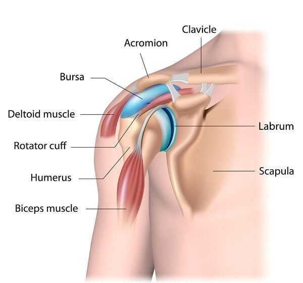 Shoulder joint structure