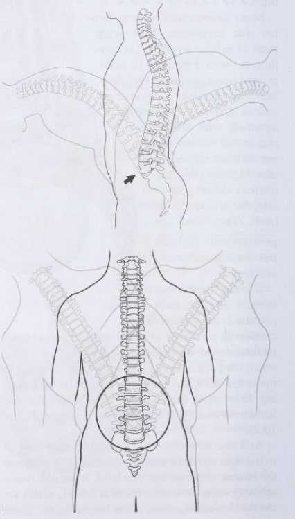 Spinal mobility in the lumbar spine with most mobility occurring in the low lumbar spine
