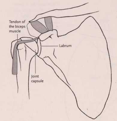 The relationship of the labrum to the biceps and humeral head