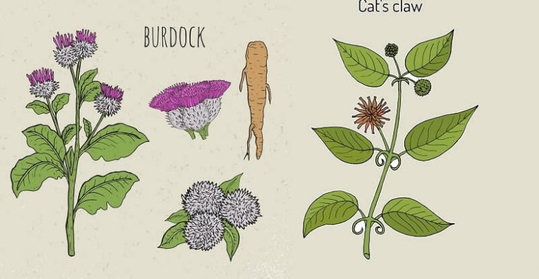 Burdock Root and Cats Claw