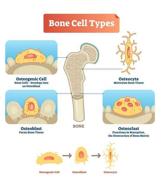 osteogenic cell osteoblast osteocyte