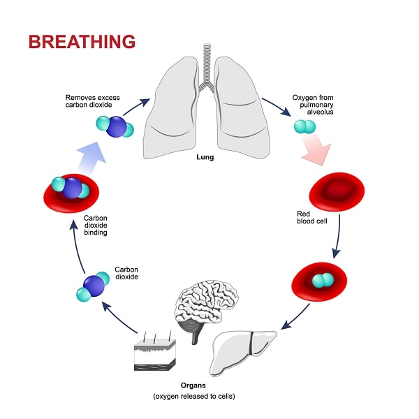 Oxygen and carbon dioxide are transported in the blood