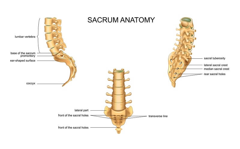 anatomy of the sacrum