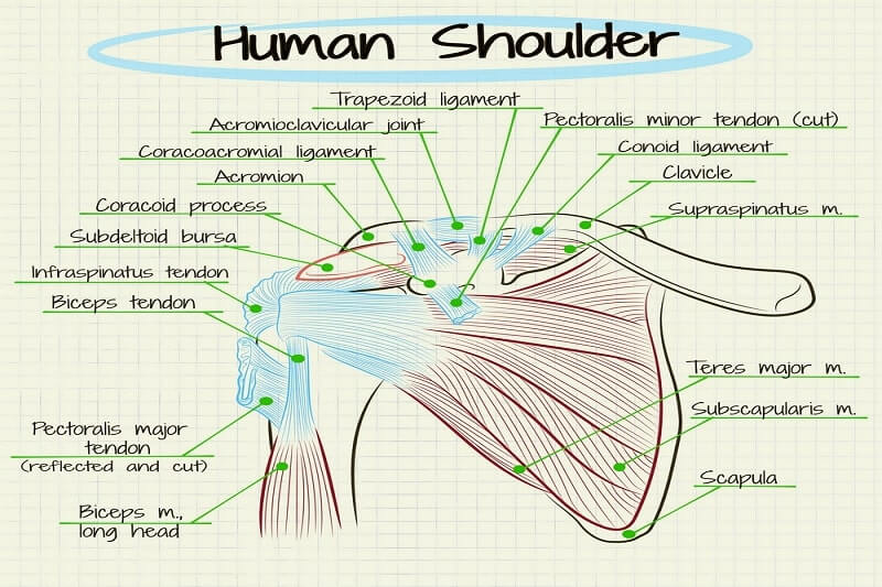 human shoulder anatomy