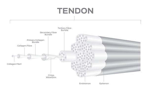 tendon anatomy