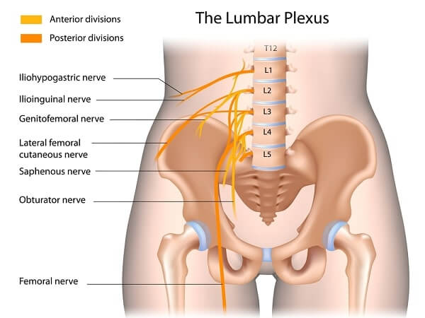 Nerves of the lumbar plexus