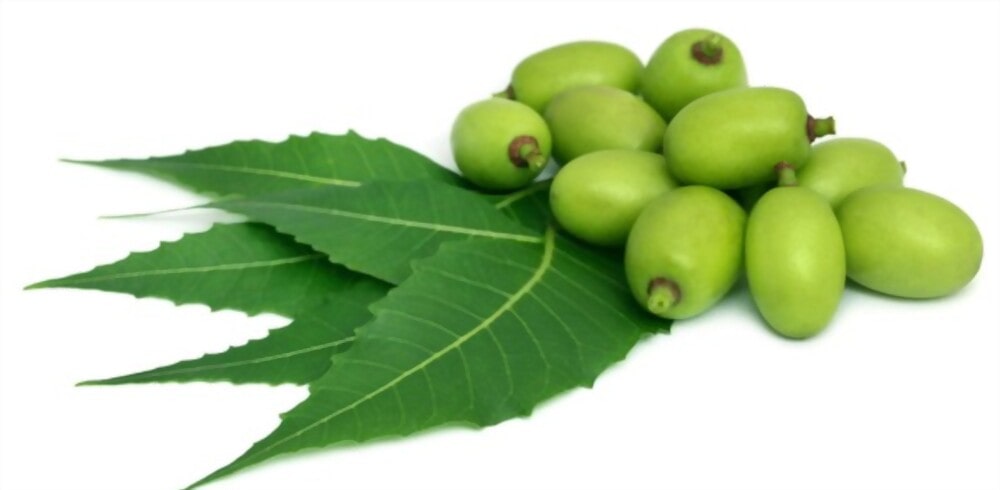 Medicinal neem leaves with fruit over white background